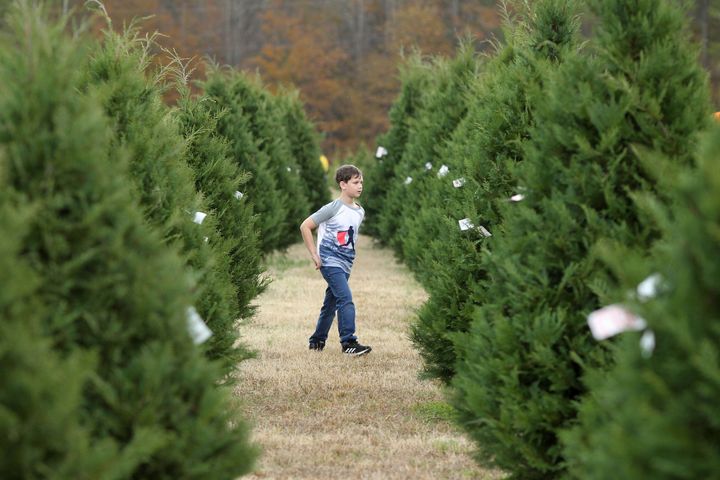Mason Davis, 7, roams the aisles of Christmas trees as he helps his family look for the perfect tree at Worthey Tree Farm in Amory, Mississippi.