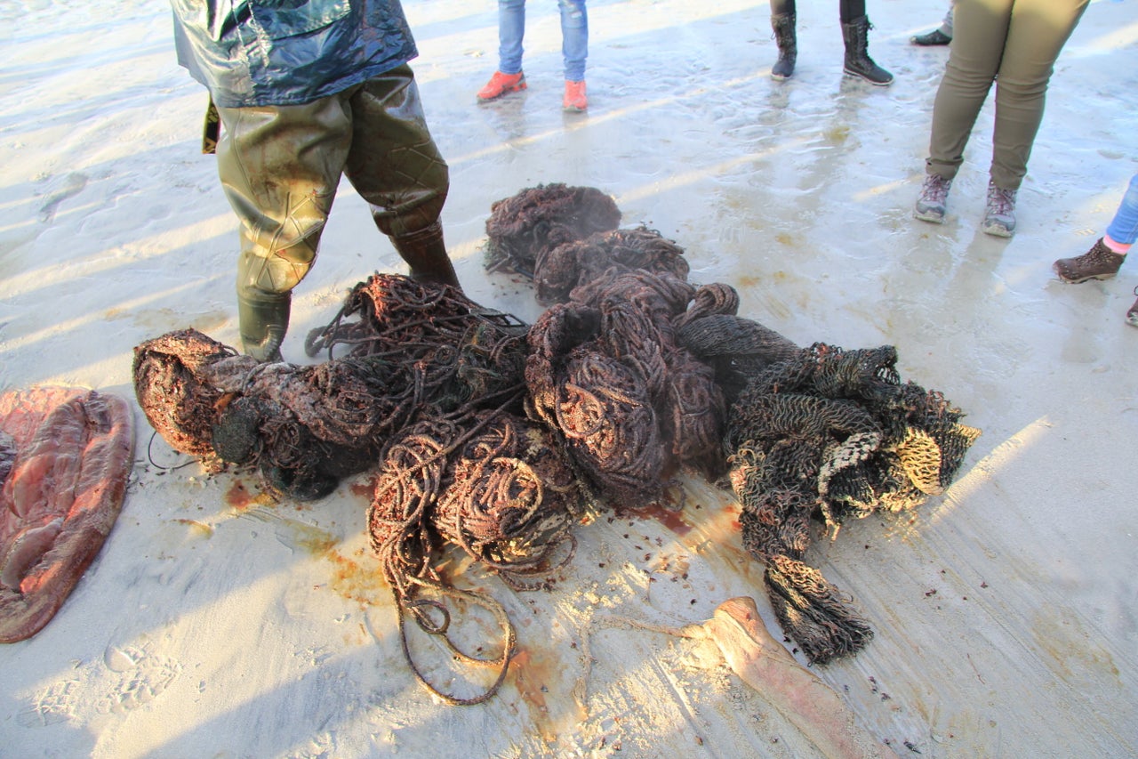 Plastic rope found inside a sperm whale's stomach in Scotland in December 2019.