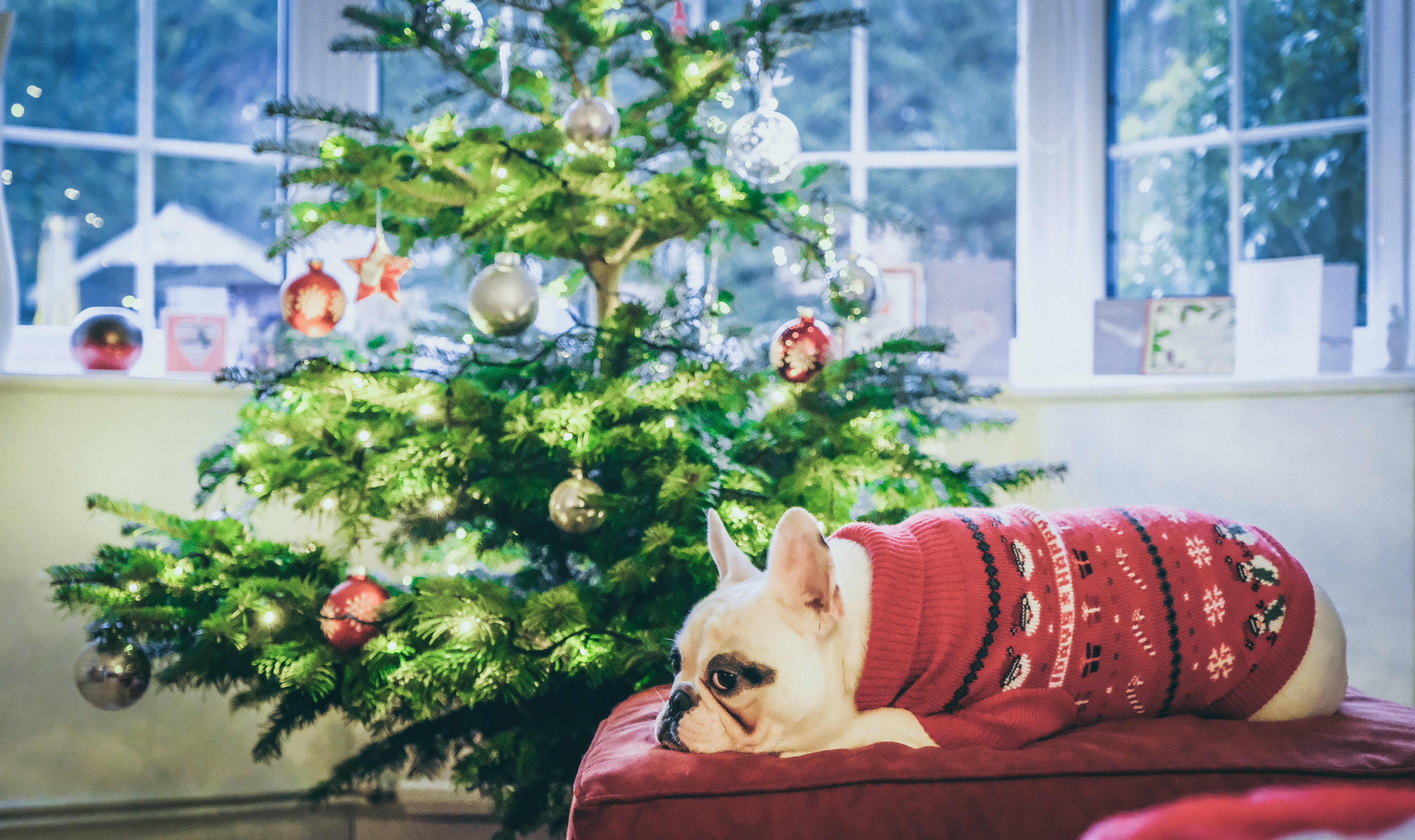 dog christmas tree jumper