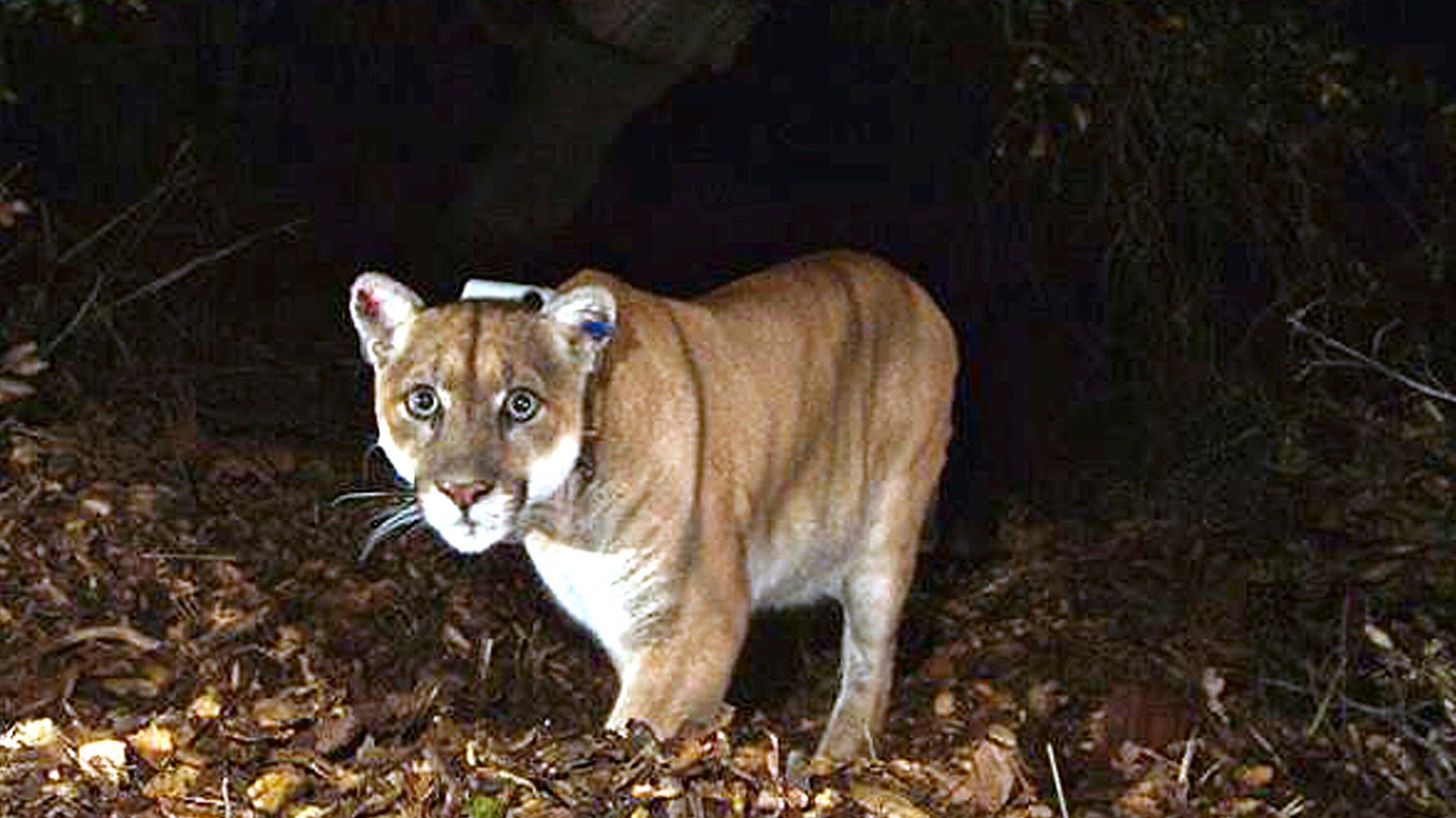 Woman Punches Mountain Lion In Attempt To Save Her Miniature Schnauzer ...