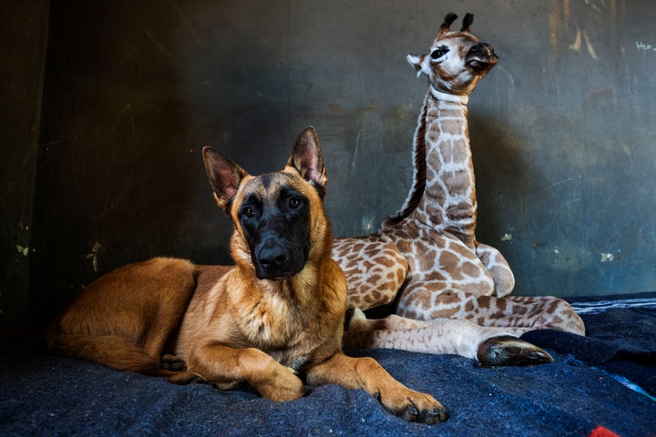 Hunter and Jazz at The Rhino Orphanage.