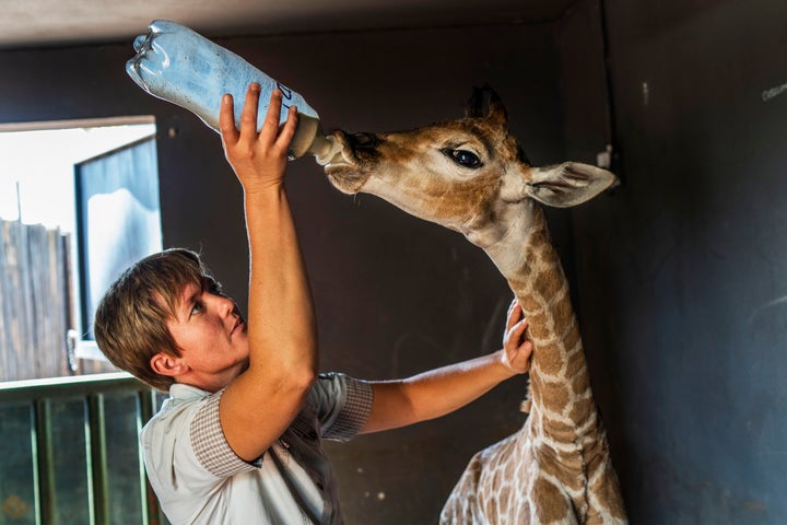 Janie Van Heerden feeds Jazz.