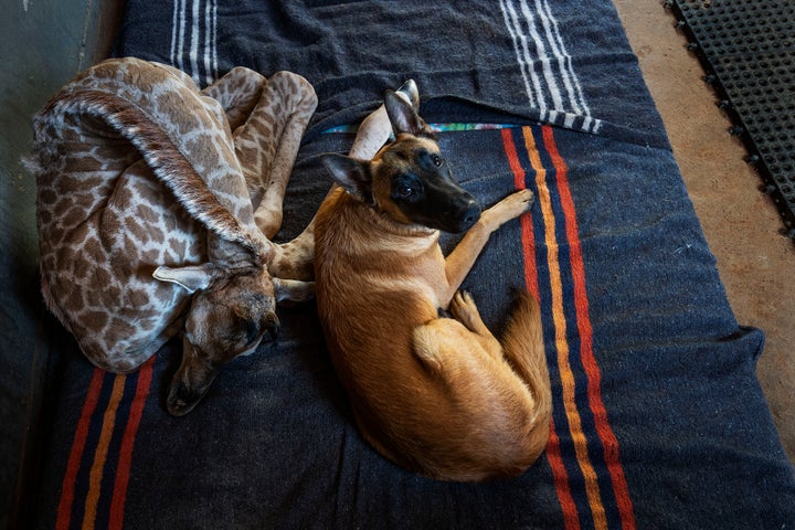 Hunter and Jazz in a November photo.
