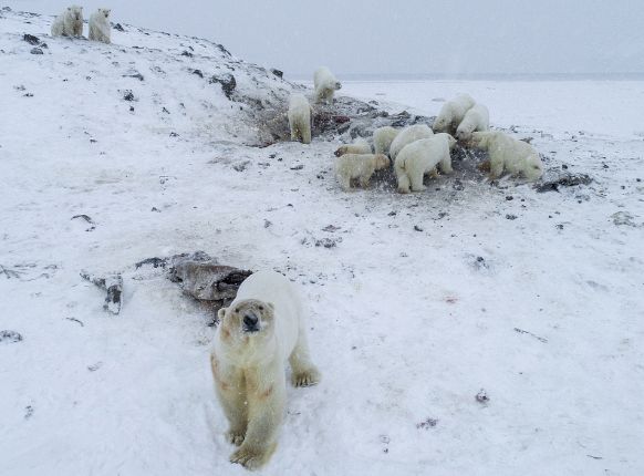 Some of the polar bears gathered near Ryrkaypiy.