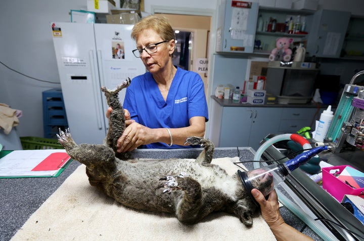 Clinical Director Cheyne Flanagan treats a koala named Sharni from Crowdy Bay National Park for burns at The Port Macquarie Koala Hospital, (Photo by Nathan Edwards/Getty Images)