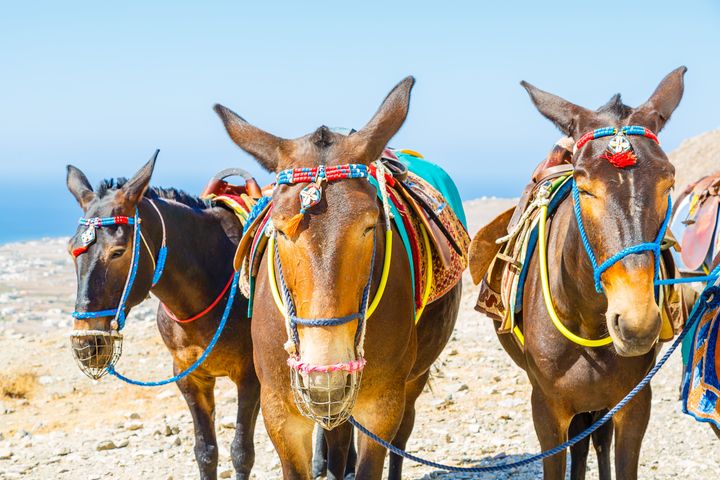 Working mules on Santorini island, Greece.