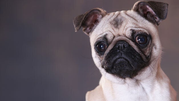 <a href="https://fave.co/2sYvnTH" target="_blank" role="link" class=" js-entry-link cet-external-link" data-vars-item-name="Pet Portrait Photoshoot, Red Letter Days," data-vars-item-type="text" data-vars-unit-name="5def6858e4b07f6835b89f33" data-vars-unit-type="buzz_body" data-vars-target-content-id="https://fave.co/2sYvnTH" data-vars-target-content-type="url" data-vars-type="web_external_link" data-vars-subunit-name="article_body" data-vars-subunit-type="component" data-vars-position-in-subunit="21">Pet Portrait Photoshoot, Red Letter Days,</a> £20