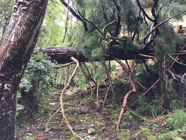 巨木が倒れ、境内は大きな被害を受けた＝高山寺提供