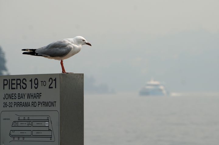 A seagull perches on a sign as a ferry can be seen through smoke haze from bushfires, in Sydney, Australia, December 10, 2019. REUTERS/Stephen Coates