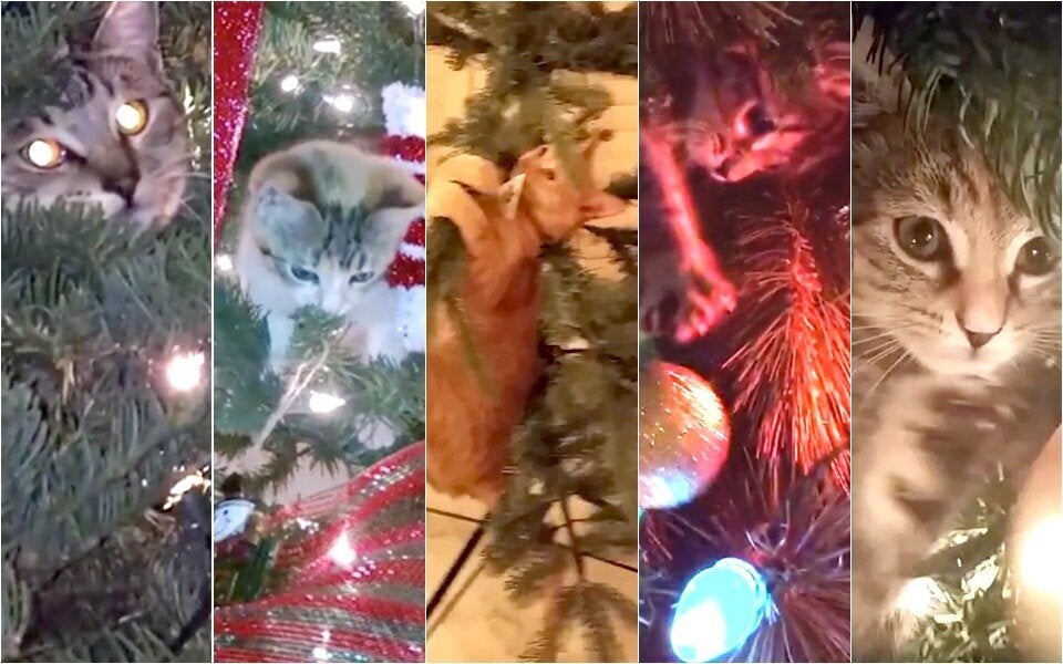 Cats Declare War On Christmas In Hilarious Supercut Of Feline Tree Takedowns