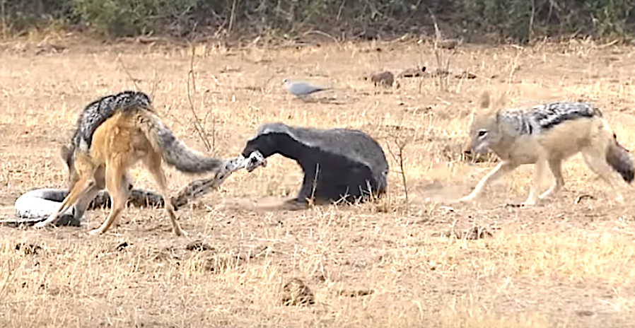 You’ll Have Mad Respect For Honey Badger After Epic Fight Against Python, Jackals