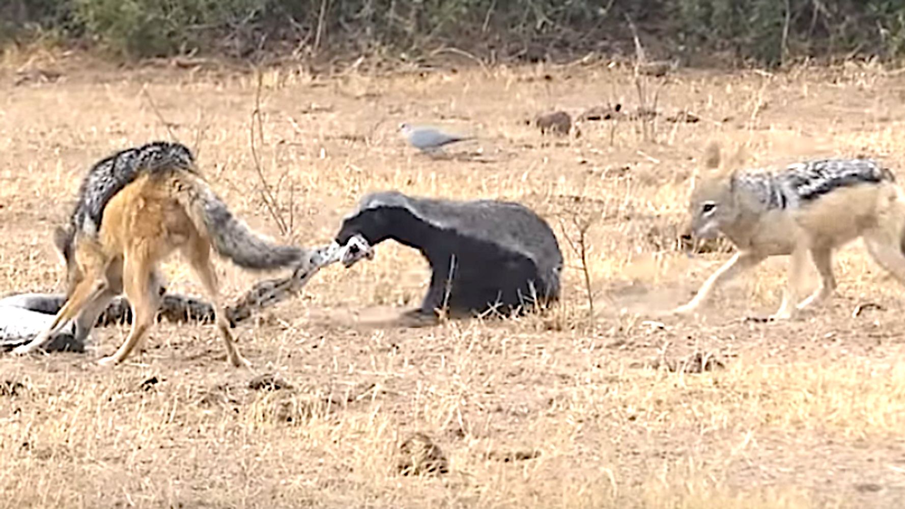 Honey Badger Takes On Python, 2 Jackals In Fatal Fight | HuffPost