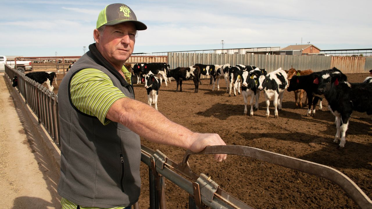 Art Schaap looks over some of the 1,800 Holstein cows on the Highland Dairy in Clovis, New Mexico.