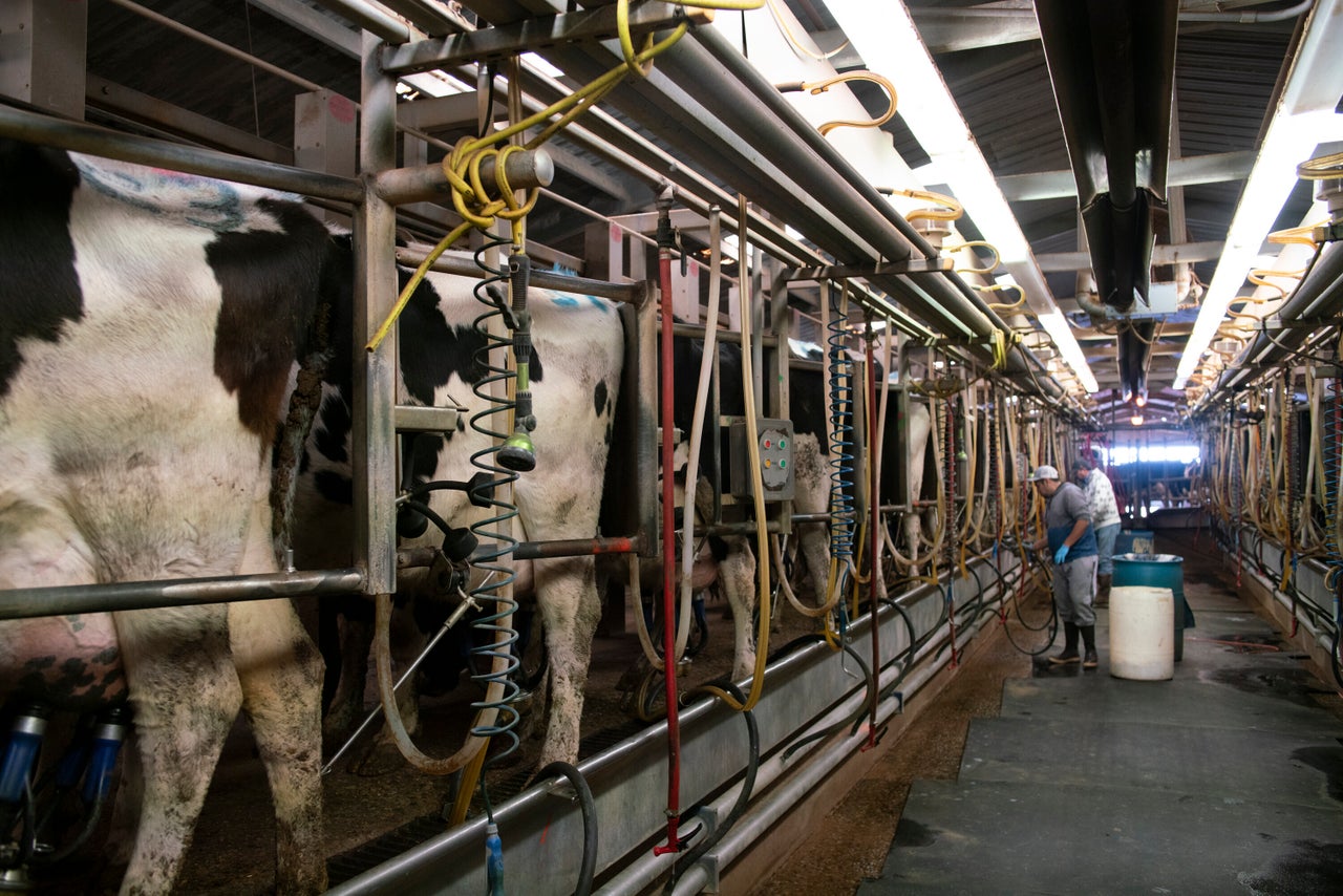 The milking facility at Art Schaap's dairy farm in Clovis, New Mexico.