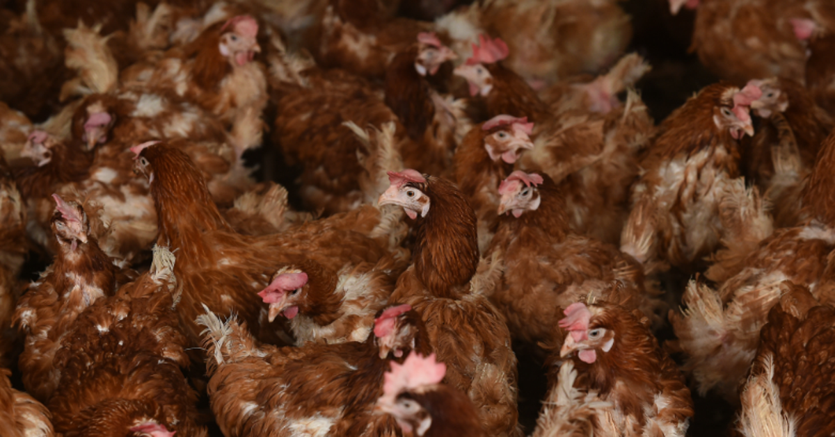 Bird Flu Outbreak: Strain Of Avian Flu Detected At Chicken Farm In Mid ...