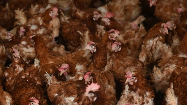 Bird Flu Outbreak: Strain Of Avian Flu Detected At Chicken Farm In Mid Suffolk