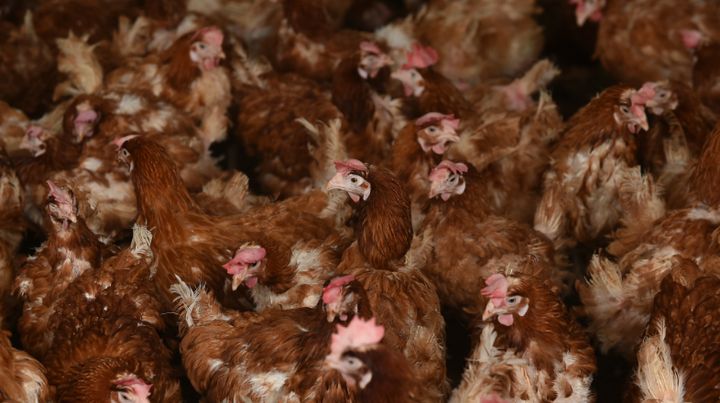The Food Standards Agency said there is no food safety risk for UK customers as long as poultry products, including eggs, are thoroughly cooked.