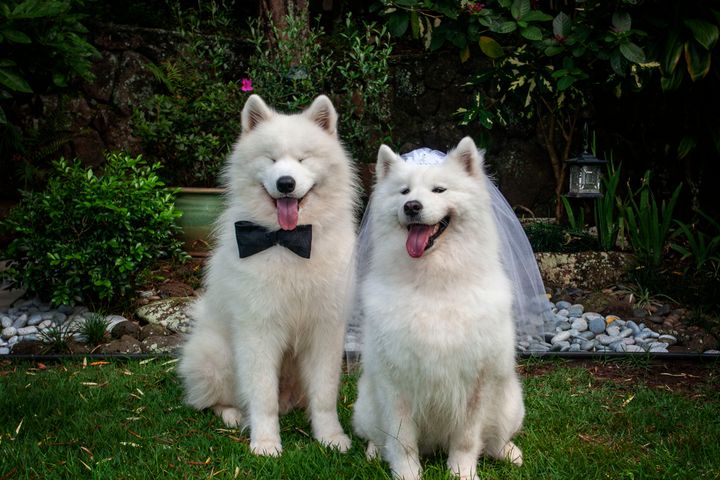 Puppy love is really evident in this couple! You can see it in his eyes! Xiu Xiu's white veil and Tin Tin's bow tie are seen here bringing this doggy couple a touch of elegance.