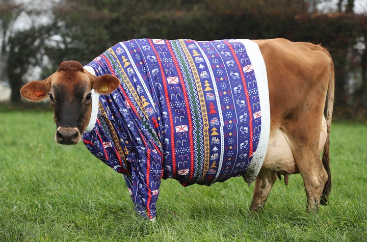 Jersey cows don Christmas jumpers.