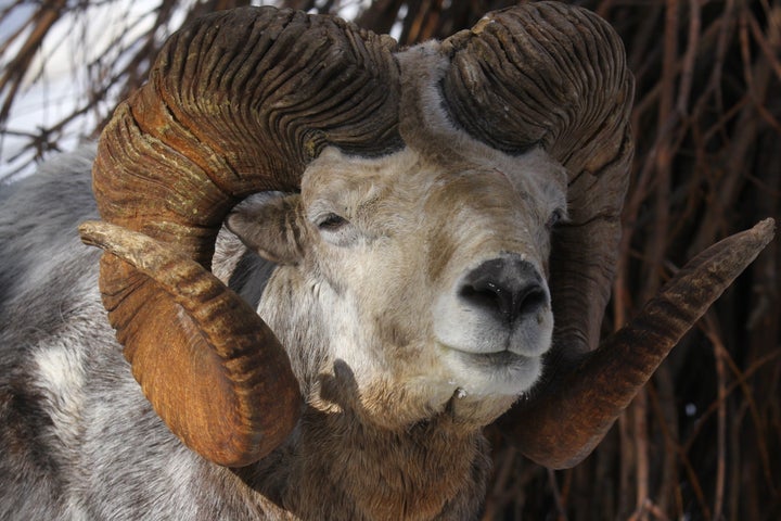 A portrait of an argali sheep.