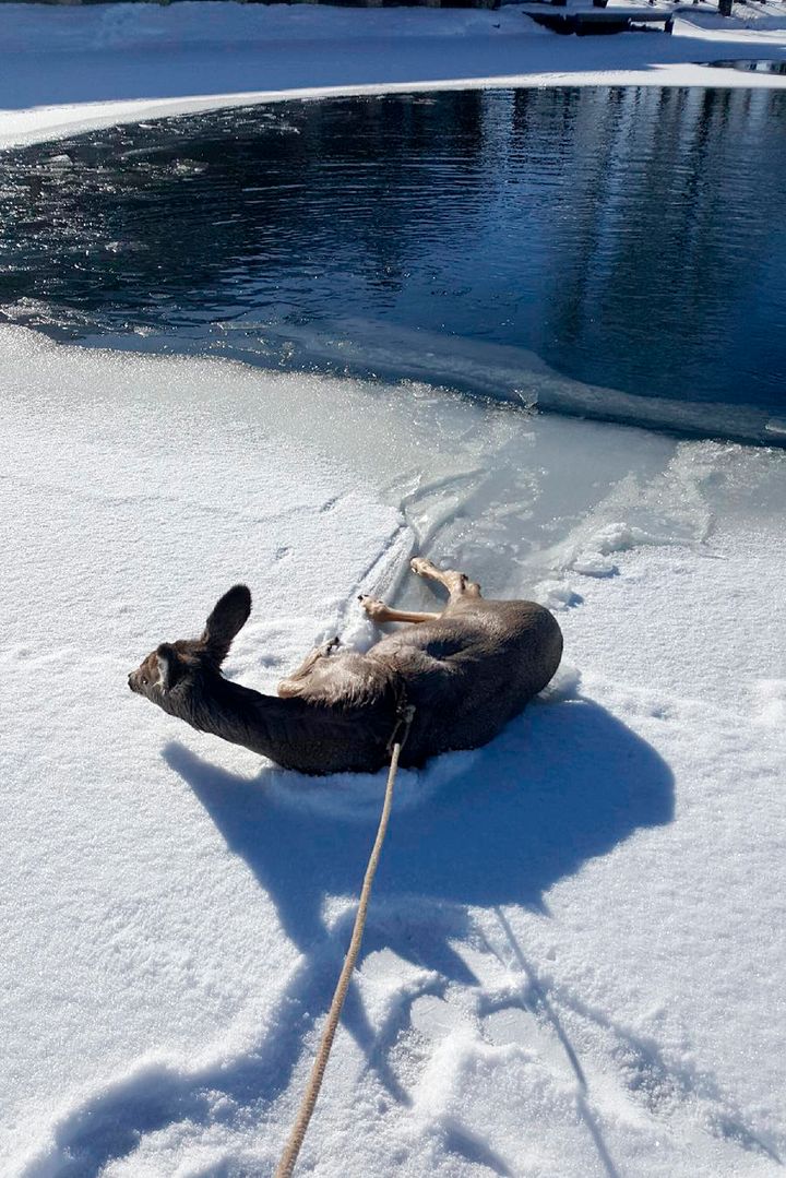 This Tuesday, Dec. 10, 2019 photo provided by the Sublette County Sheriff's Office shows a deer that deputies rescued from a frozen pond, after first lassoing it because the ice was too thin to approach, and pulled it to safety near Daniel, Wyo. According to a news release from the sheriff's office, deputies were dispatched about 12:45 p.m. Tuesday to a pond near the small ranching town of Daniel in southwest Wyoming where someone had reported a deer had fallen through the ice. Because the ice was too thin to walk on, deputies Justin Hays and Joshua Peterson lassoed the deer and pulled it to shore, the sheriff's office said. (Deputy Justin Hays/Sublette County Sheriff's Office via AP)