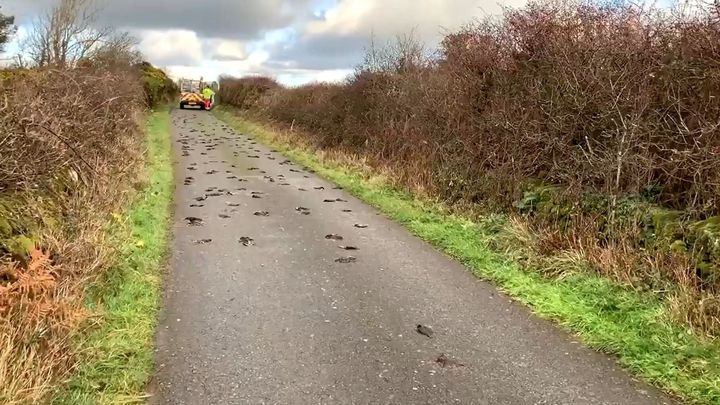 A total of 225 birds were found near Llyn Llywenan in Bodedern