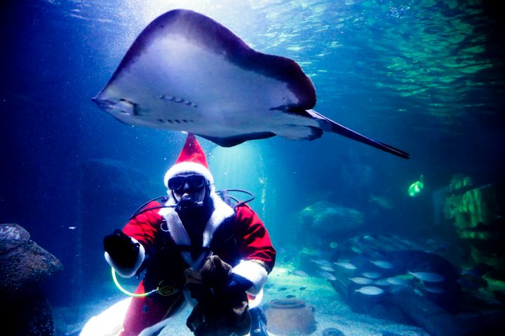 Diver dressed as a Santa Claus feeds a fish during amedia event at the Seal Life aquarium in Berlin, Thursday, Germany, Dec. 12, 2019. (AP Photo/Markus Schreiber)