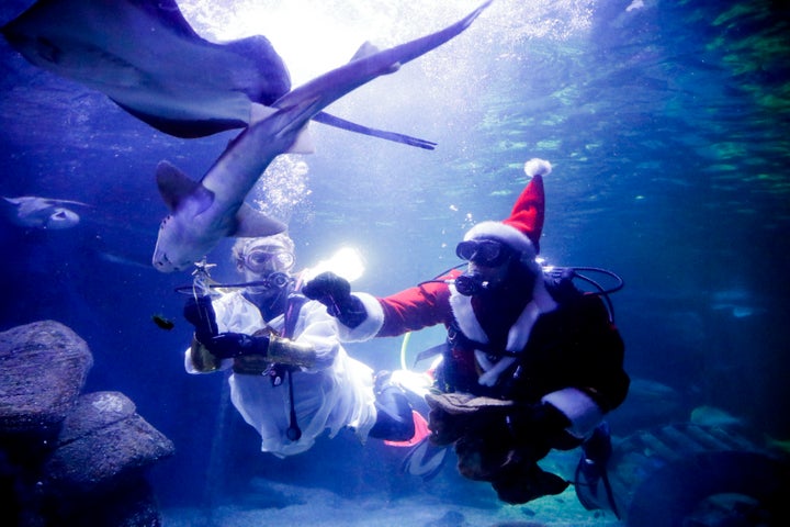 Buzo vestido como un ángel y como Santa Claus alimenta peces durante un evento navideño en el acuario Seal Life en Berlín, jueves