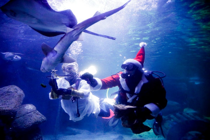 Diver dressed as an angel and as a Santa Claus feed fishes during a Christmas event at the Seal Life aquarium in Berlin, Thursday, Germany, Dec. 12, 2019. (AP Photo/Markus Schreiber)