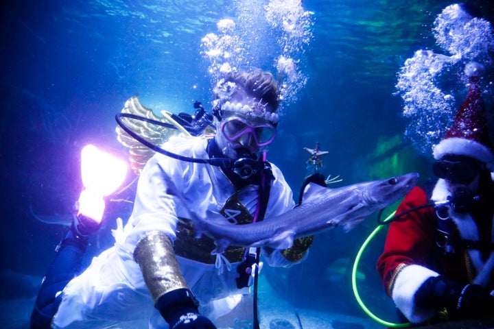 Diver dressed as an angel and as a Santa Claus feed a fish during a Christmas event at the Seal Life aquarium in Berlin, Thursday, Germany, Dec. 12, 2019. (AP Photo/Markus Schreiber)