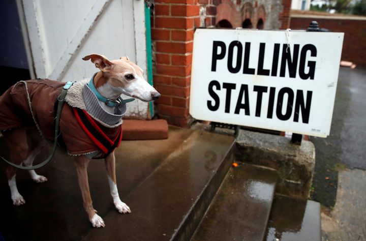 投票所の犬