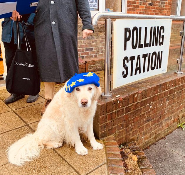 イギリス総選挙を行方を見守る 投票所の犬 飼い主を待つワンちゃんの写真に癒される 画像集 ハフポスト