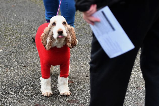 イギリス総選挙を行方を見守る 投票所の犬 飼い主を待つワンちゃんの写真に癒される 画像集 ハフポスト