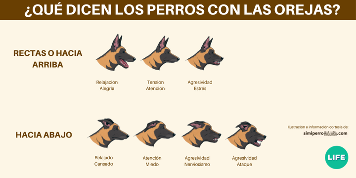 La posición de las orejas de los perros y su significado.