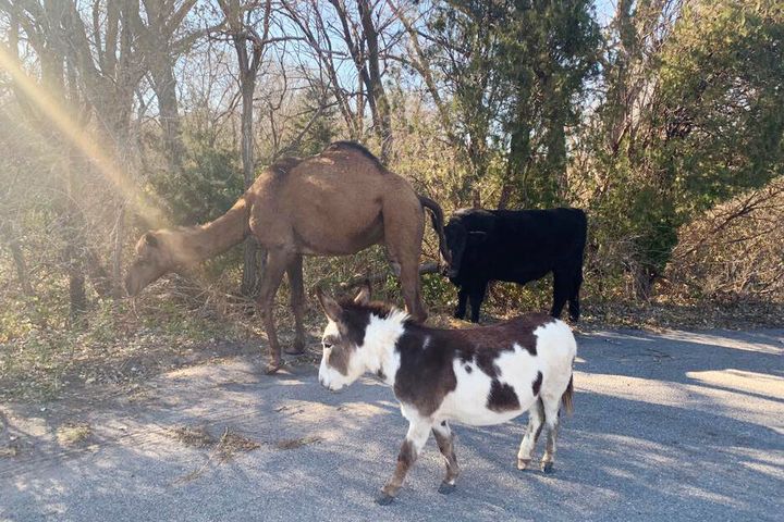 This Nov. 17, 2019 photo provided by the Goddard Police Department shows a camel, donkey and a cow found roaming together along a road near Goddard, Kan. After the police asked for help over social media, authorities have learned the animals belonged to an employee of the nearby Tanganyika Wildlife Park. (Devon Keith/Goddard Police Department via AP)