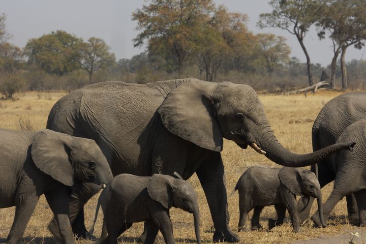 Botswana. Okavango Delta. Savuti Camp. Safaris. Elephants. (Photo by: Marka/Universal Images Group via Getty Images)