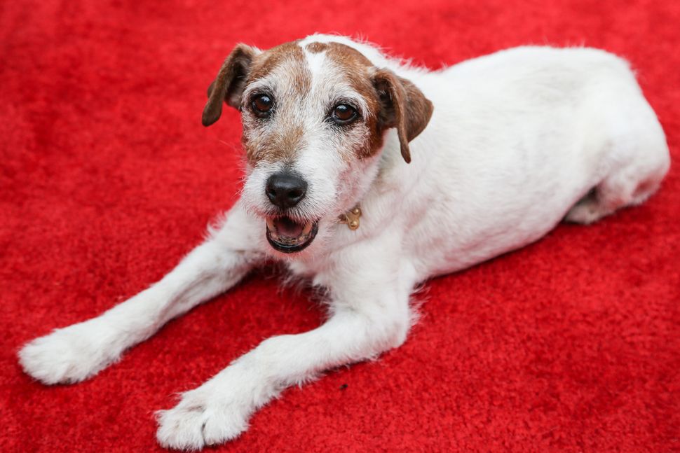 Actor dog Uggie attends Abercrombie &amp; Fitch's "Stars on the Rise" event.