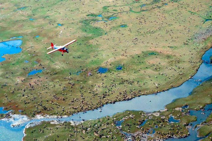 <strong>An airplane flies over caribou from the Porcupine Caribou Herd on the coastal plain of the Arctic National Wildlife Refuge in northeast Alaska. </strong>
