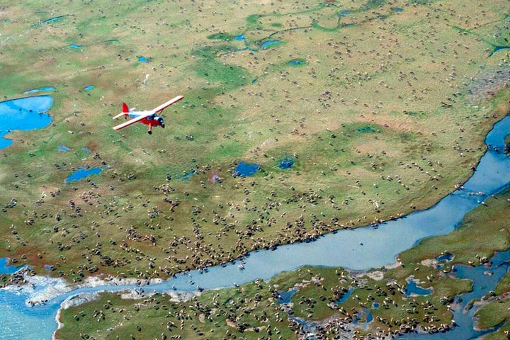 An airplane flies over caribou from the Porcupine Caribou Herd on the coastal plain of the Arctic National Wildlife Refuge in northeast Alaska. 