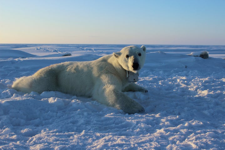 A polar bear wearing a GPS video-camera collar lies on a chunk of sea ice in the Beaufort Sea.