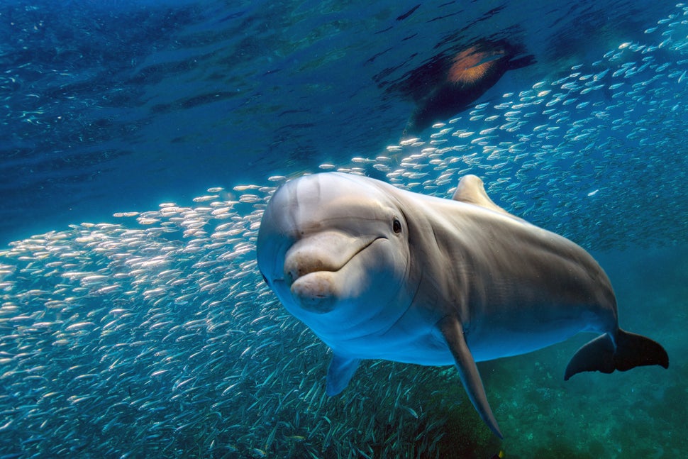 dolphin underwater on ocean background looking at you with school of fish and sea lion background