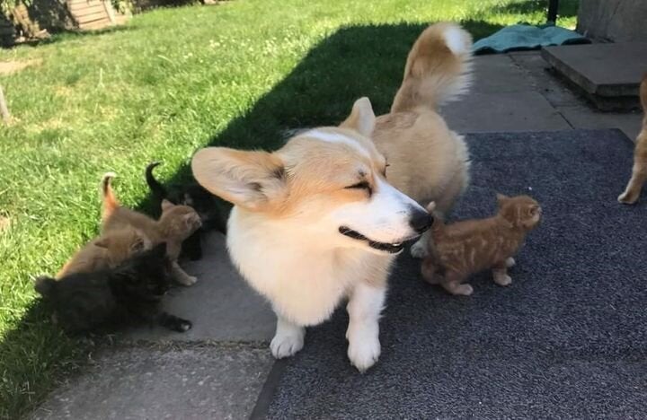 Cute corgi adopts kittens.