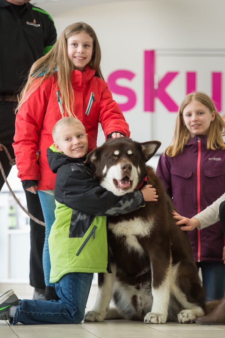 Ralf, an Alaskan malamute, with passengers at the Saskatoon International Airport.