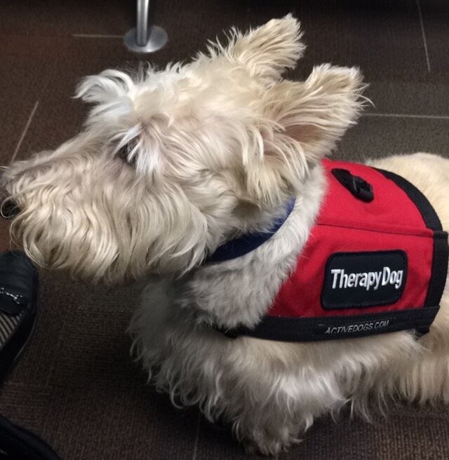 Butterscotch the terrier, at the Regina Airport.