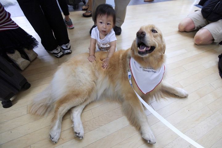 A therapy dog with a young passenger at the Vancouver International Airport.