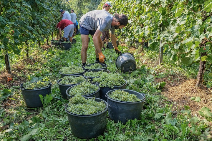 Trabalhadores colhem uvas para o prosecco em uma vinha em Treviso, Itália.