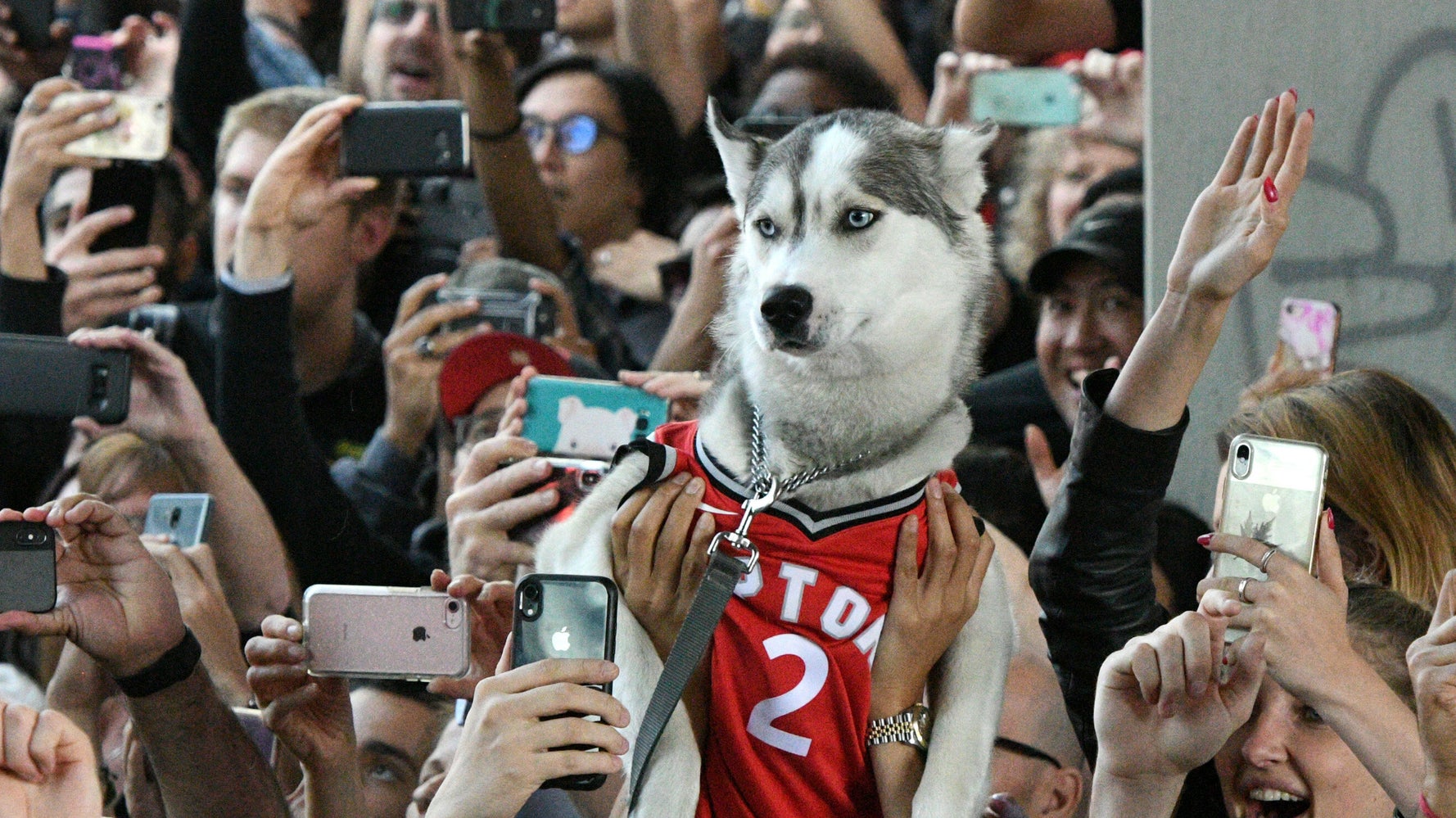 Legal Pot, Toronto Raptors Inspire Canada's Top Pet Names Flipboard