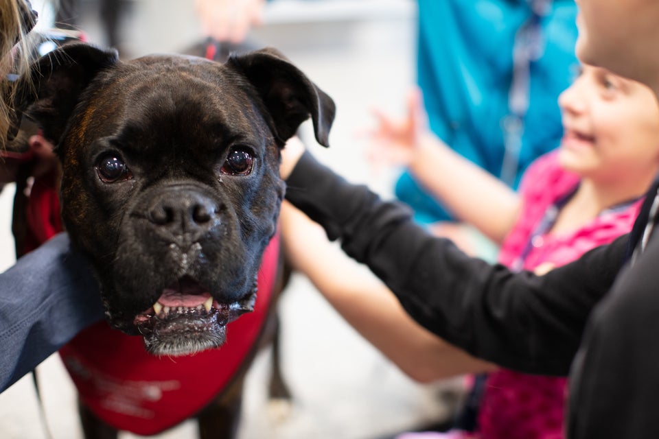 A therapy dog at Halifax Stanfield International Airport