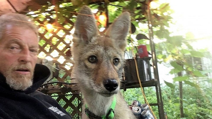 Matt Stokes and his pet coyote