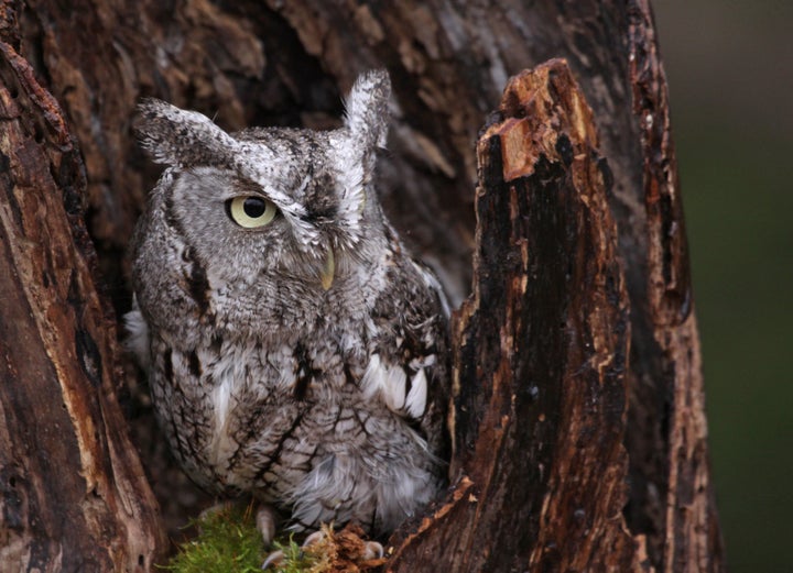 A close-up of an Eastern screech owl (not the one who visited the Newman family) sitting in a stump.